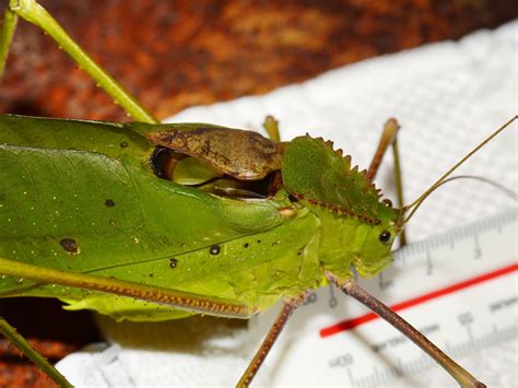 giant malaysian katydid